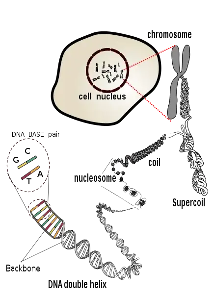 DNA coils