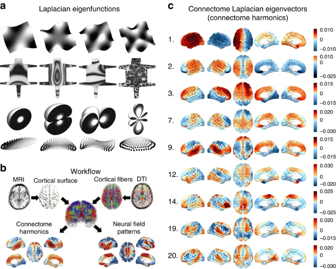 connectome diagram
