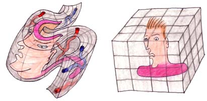 But as long as its connectivity, or functional architecture, is similarly warped and distorted, the warped image encodes the same volumetric information as its undistorted counterpart.