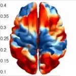 harmonic brains