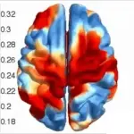 harmonic brain close up