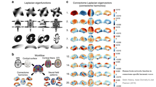 harmonic brains